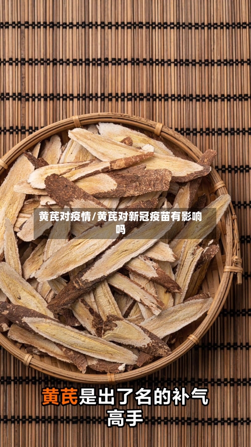 黄芪对疫情/黄芪对新冠疫苗有影响吗