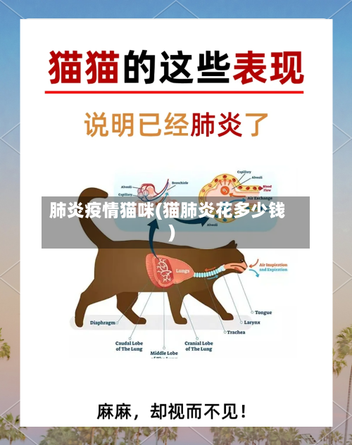 肺炎疫情猫咪(猫肺炎花多少钱)-第2张图片