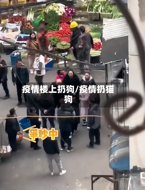疫情楼上扔狗/疫情扔猫狗-第3张图片