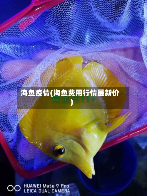 海鱼疫情(海鱼费用行情最新价)-第2张图片