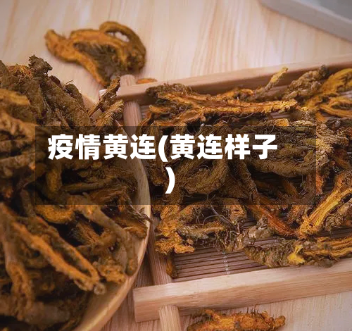 疫情黄连(黄连样子)