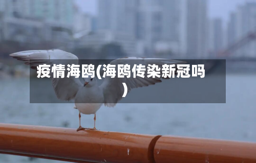 疫情海鸥(海鸥传染新冠吗)-第2张图片