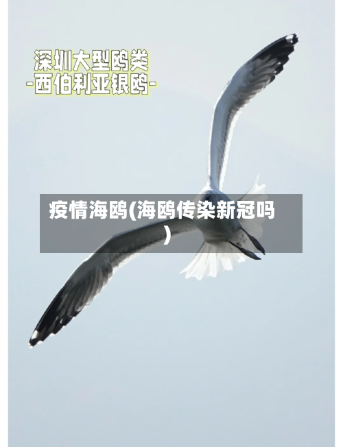 疫情海鸥(海鸥传染新冠吗)