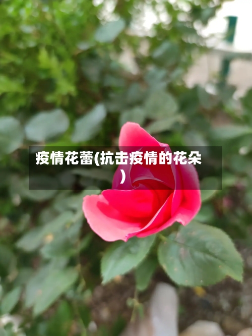 疫情花蕾(抗击疫情的花朵)