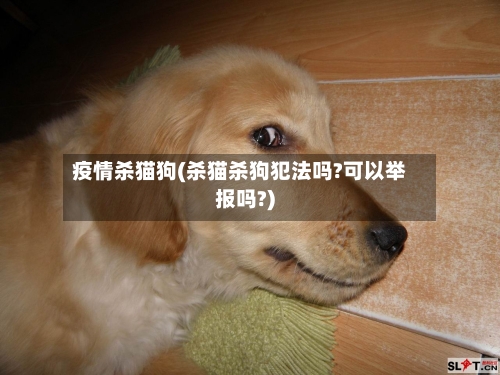 疫情杀猫狗(杀猫杀狗犯法吗?可以举报吗?)-第2张图片