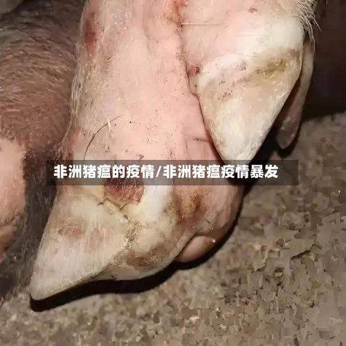 非洲猪瘟的疫情/非洲猪瘟疫情暴发