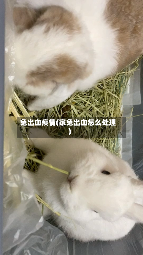 兔出血疫情(家兔出血怎么处理)-第2张图片